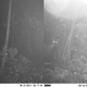 Image for article titled The Very Best Camera Trap Photography